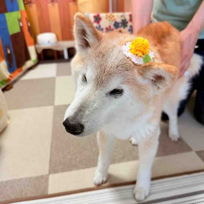 dognodrip